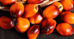 10 Health Benefits Of Peach Palm Fruit-Facts, Information, What You Need To Know