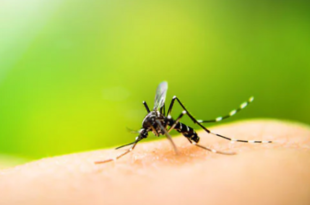 5 home remedies to get rid of malaria parasite