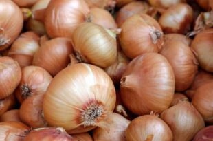 The health benefits of Onions are unbelievable