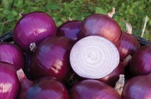 3 ways to treat acne with onions for flawless skin