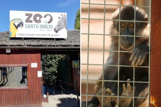 Monkey pulls off finger of 5 year old boy after biting him while he stood near cage