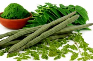 Moringa: The health benefits of this plant are unbelievable