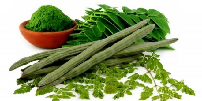 Moringa: The health benefits of this plant are unbelievable