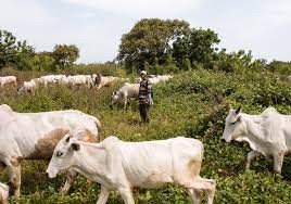 Suspected herdsmen attack farmer in Oyo