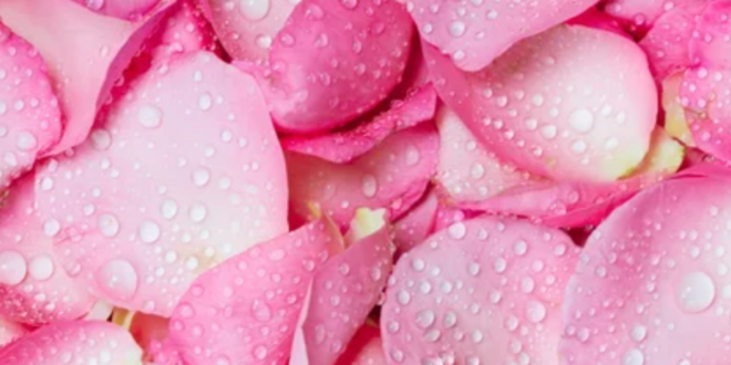 Discover the 5 beauty benefits of rose water today