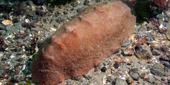 How the ‘Wandering Meatloaf’ Got Its Rock-Hard Teeth
