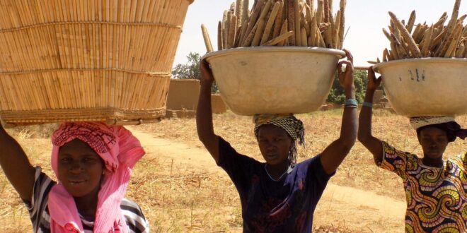 Millets prove tasty solution to climate and food security challenges