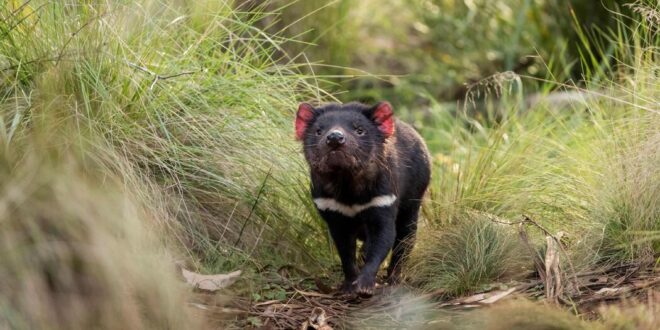 Video: Tasmanian Devils Born in Australia for First Time in 3,000 Years