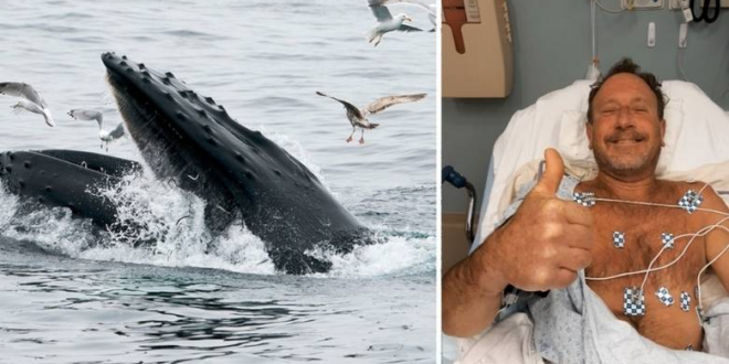 Lobster diver survives after being swallowed by a humpback whale
