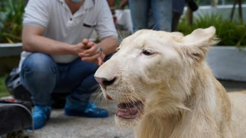 Cambodian prime minister orders authorities to return pet lion seized?to its owner (photos)