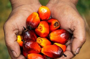 Is palm oil bad for you? Here’s the full story on this controversial ingredient