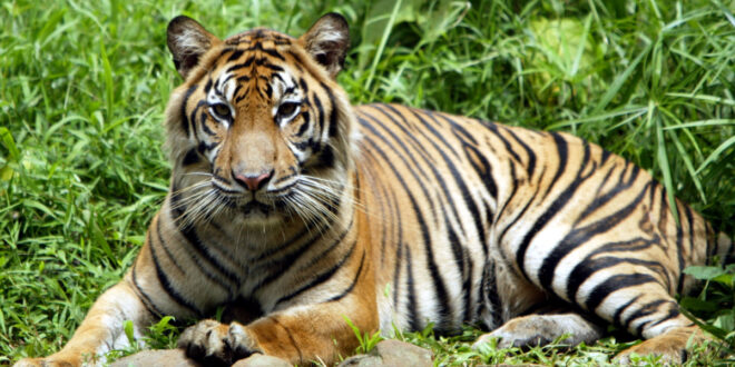 Endangered Sumatran tigers in Jakarta zoo infected with COVID