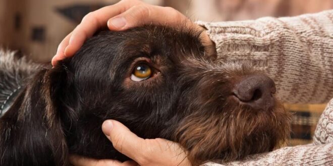 Dog transmitted diseases: 5 unbelievable sicknesses you can get from your pet