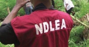 NDLEA seizes 3,300kgs of drugs in 4 states