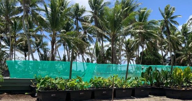Atoll Nation of Tuvalu Adopts ‘Cubes’ to Step Up Nutritious Food Production