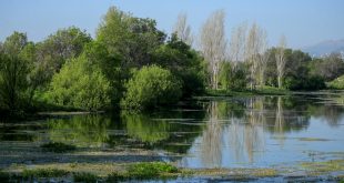 Restoring wetlands can help combat climate change