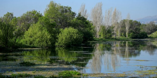 Restoring wetlands can help combat climate change