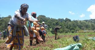 Table Banking Helping Women in Kenya to Put Food on the Table