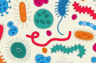 10 interesting facts about germs | Pulse Nigeria