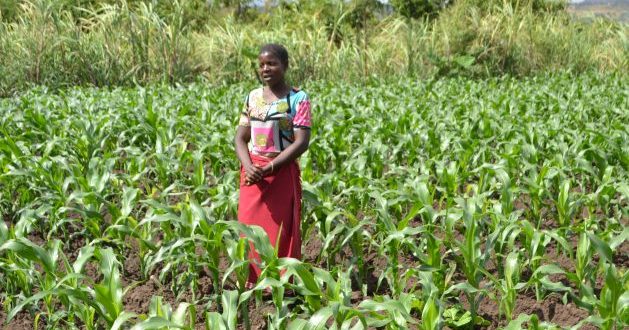 High Global Fertiliser Prices Overshadow Malawi's Farm Subsidy Programme