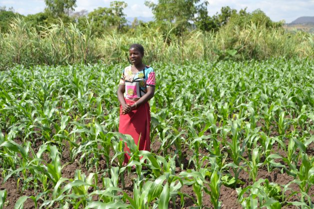 High Global Fertiliser Prices Overshadow Malawi's Farm Subsidy Programme