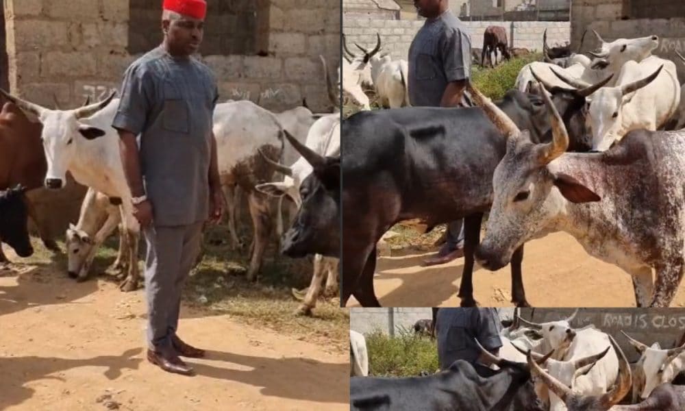 Video: Reactions As Actor Kenneth Okonkwo Is Seen Struggling With Cows In Abuja