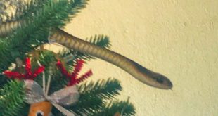 Family Finds Extremely Venomous Snake In Their Christmas Tree While Decorating