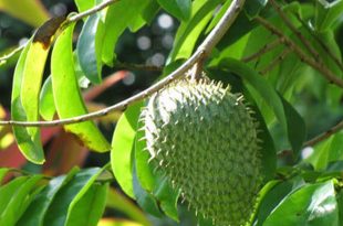Soursop leaves supply health benefits you probably never thought of