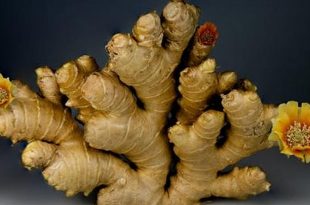 The healing power of ginger