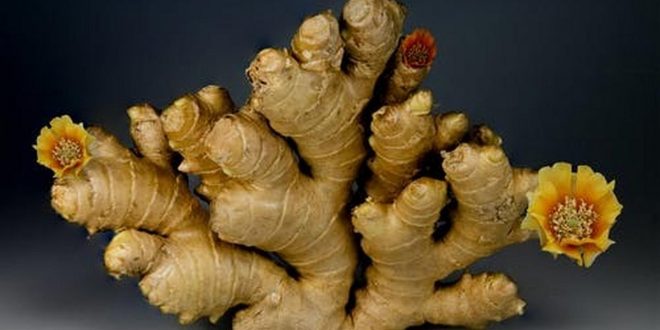 The healing power of ginger