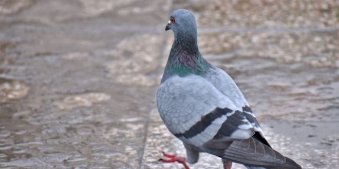 National Institutes Of Health Spent Almost $500,000 To Study Gambling Pigeons