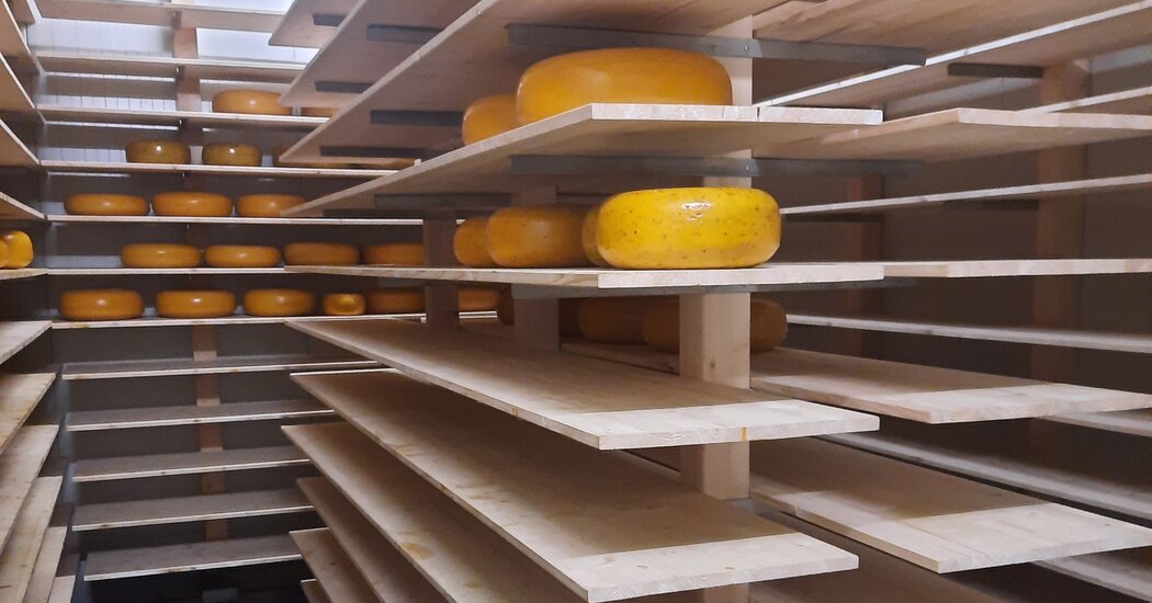 Major Cheese Heist Puts Dutch Dairy Farmers on Alert