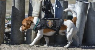 A bomb-sniffing dog named Patron received state honors from Zelensky.