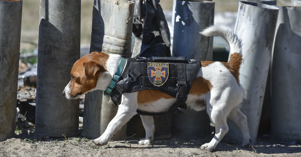 A bomb-sniffing dog named Patron received state honors from Zelensky.