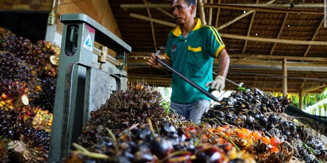 A glimmer of hope for food prices? Indonesia lifts palm oil export ban