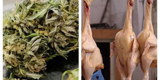 A farm in Thailand feeds their poultry cannabis and breeds healthier chickens