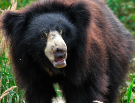 Bear mauls couple to death before spending hours to feast on their body