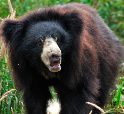 Bear mauls couple to death before spending hours to feast on their body