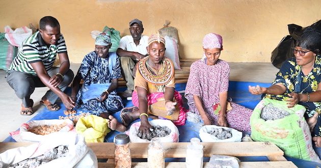 Frankincense and Myrrh Have New Economic Resonance for Women in Kenyas Arid North