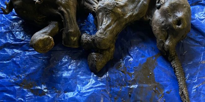 Rare mummified baby woolly mammoth found in Canada