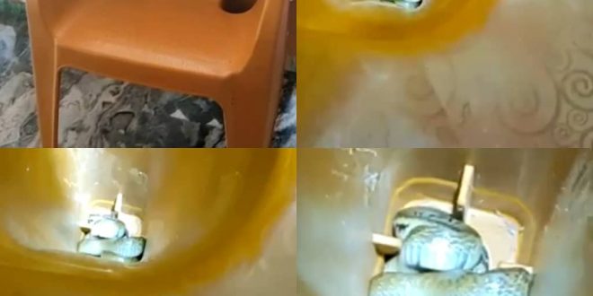 Baby snake found inside a chair at a relaxation center (video)