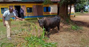 Police arrest bull for killing woman in Kenya