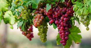 Eating Healthy: Why Eating Grapes Would Increase Lifespan | The Guardian Nigeria News - Nigeria and World News