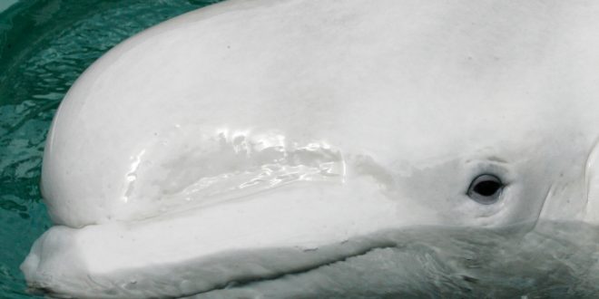 Groups mobilise to help underweight beluga whale in Seine River