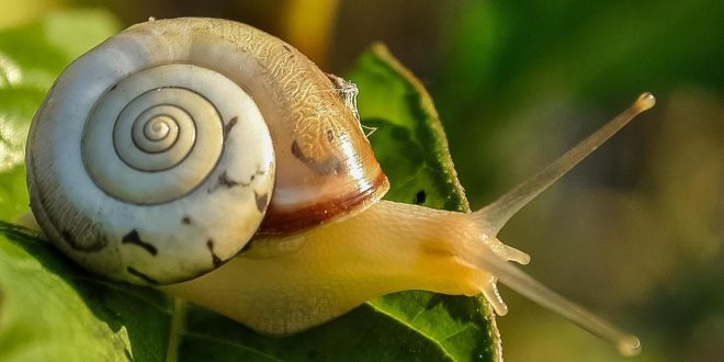 Snail slime as moisturizer? Don't sleep on this skincare hack