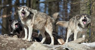 Wolves on the loose after escaping from zoo in suspected sabotage