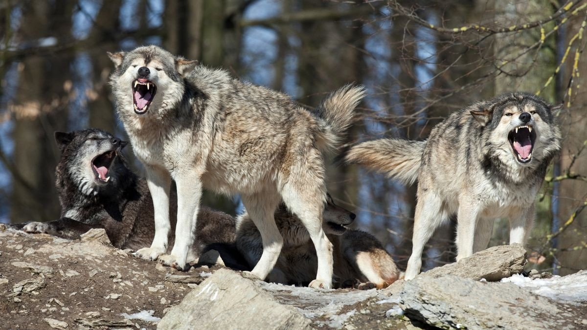 Wolves on the loose after escaping from zoo in suspected sabotage