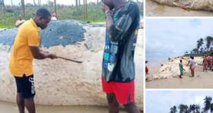 Dead whale washes ashore in Bayelsa community