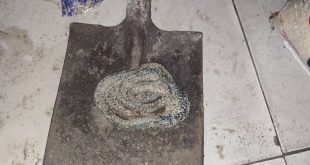 Grieving family find snake buried under tiles in their late father