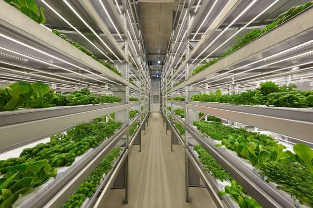 Reimagining Urban Agriculture With Vertical Farming
